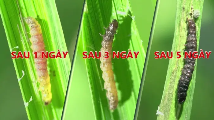 Quá trình tiêu diệt sâu của Palocar TOTNHATSUPER 100WG