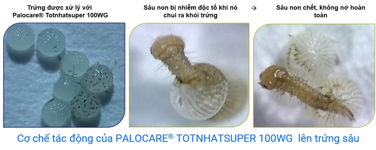 Cơ chế gây chết của PALOCARE® TOTNHATSUPER 100WG khi trứng dính thuốc